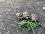 Hermanns : Male approx 5 years old (Male Hermanns)